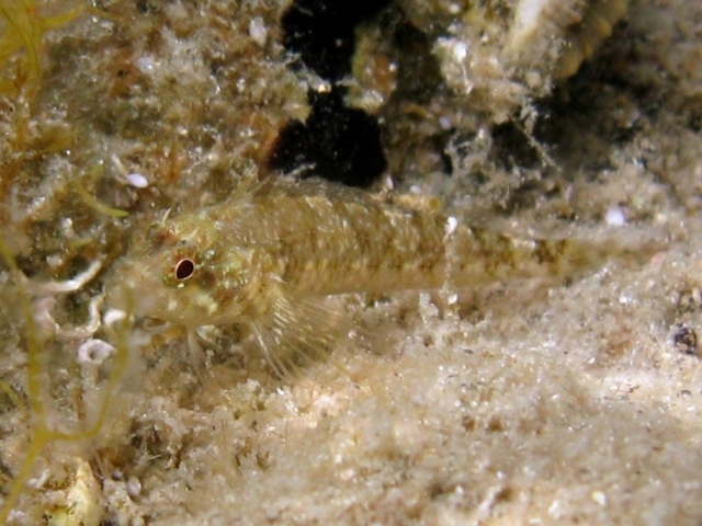 Tripterygion tripteronotus in livrea riproduttiva